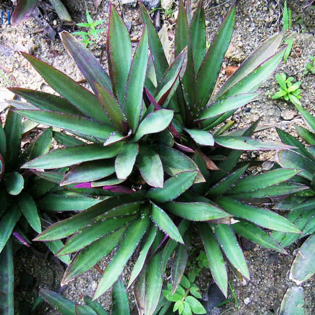 Tradescantia spathacea