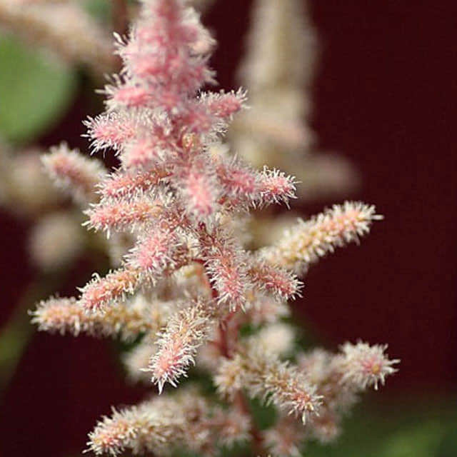 Astilbe x arendsii
