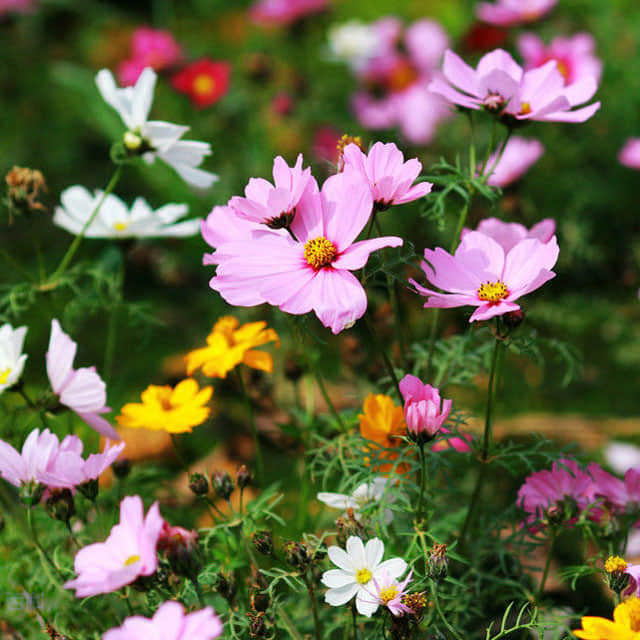 Cosmos bipinnatus
