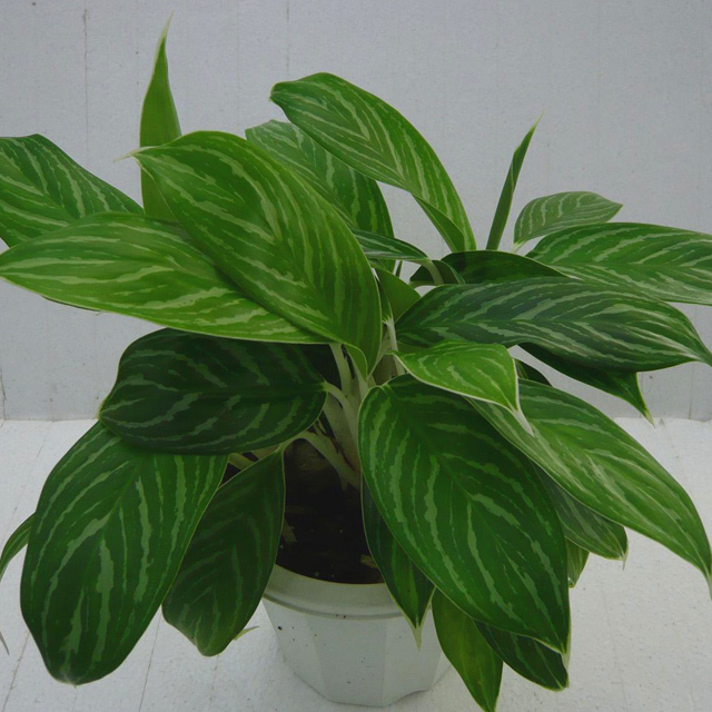 Aglaonema commutatum Pseudobracteatum