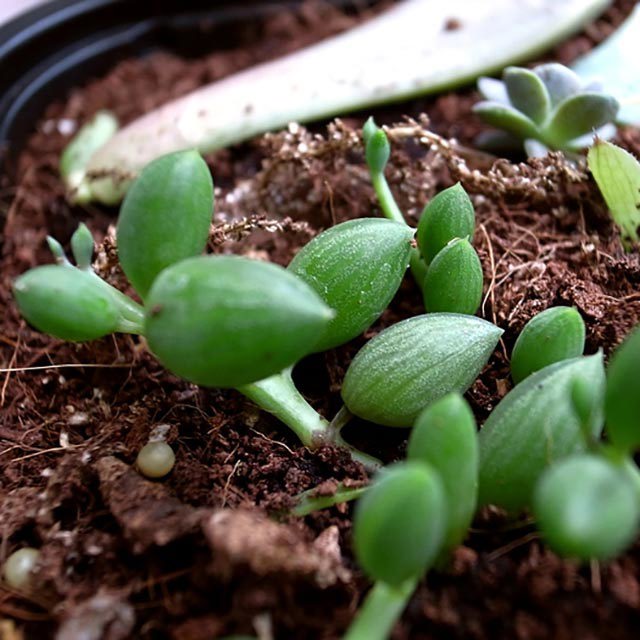 Senecio herreianus Sudden Leaf Drop
