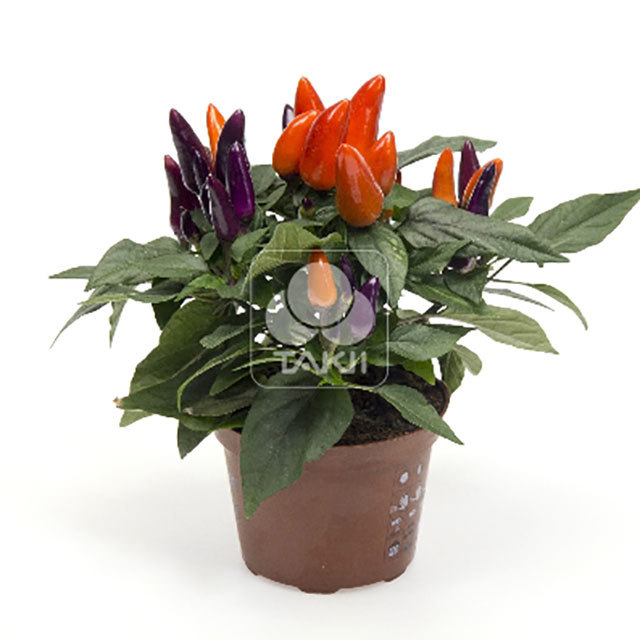 Capsicum Mambo Purple Orange Tiny Black Flies