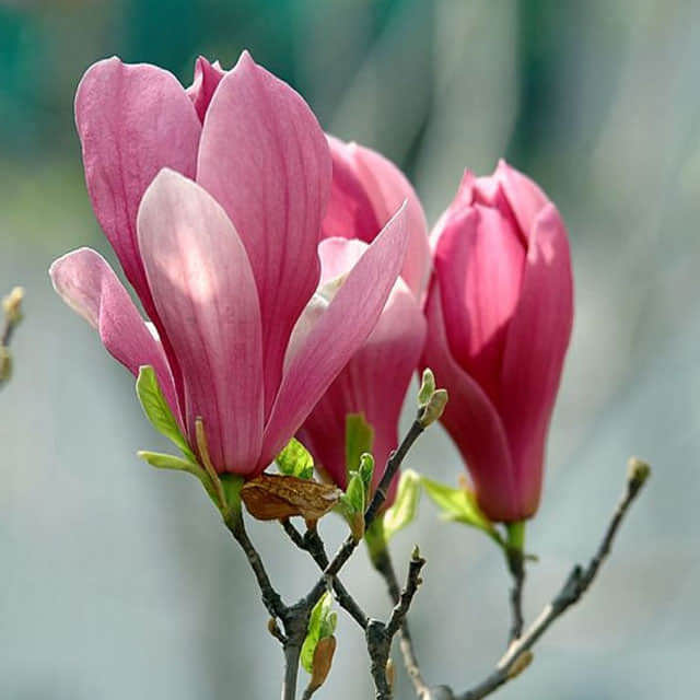 Magnolia liliiflora