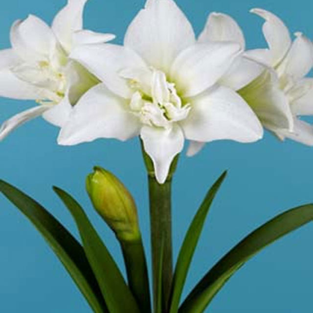 Hippeastrum Jewel Tiny Black Flies