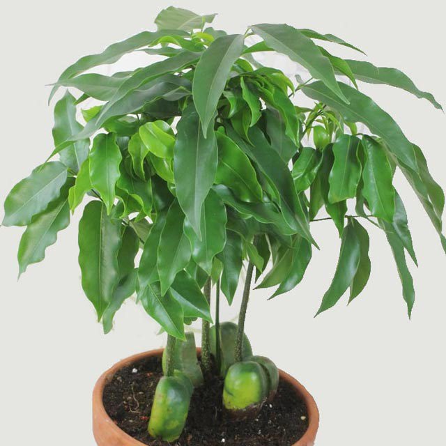 Castanospermum australe