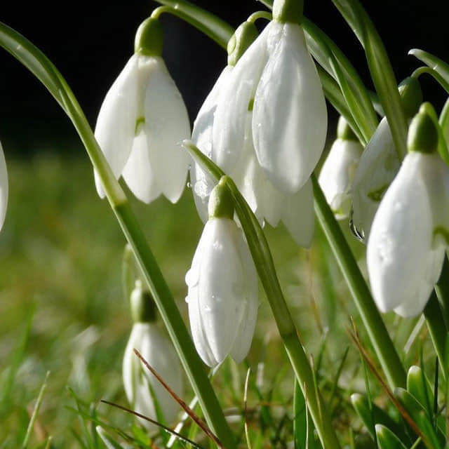 Galanthus nivalis