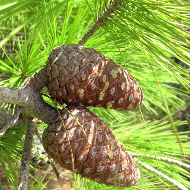 Pinus brutia