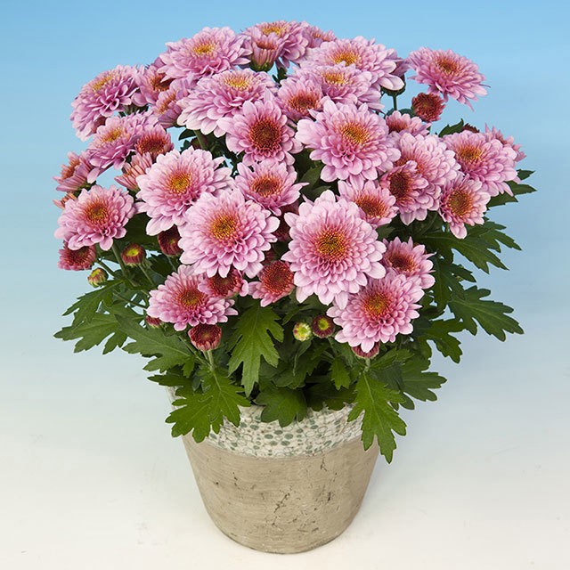 Chrysanthemum Givanildo Fine Webbing