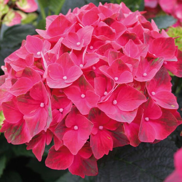 Hydrangea macrophylla Magical Crimson Sudden Leaf Drop
