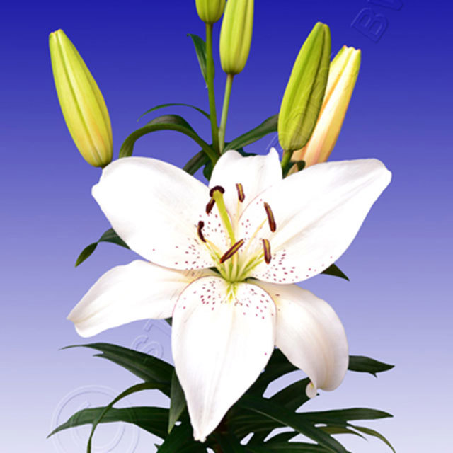 Lily Keynote Sudden Leaf Drop
