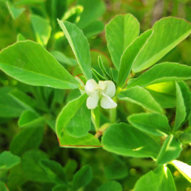 Trigonella foenum graecum