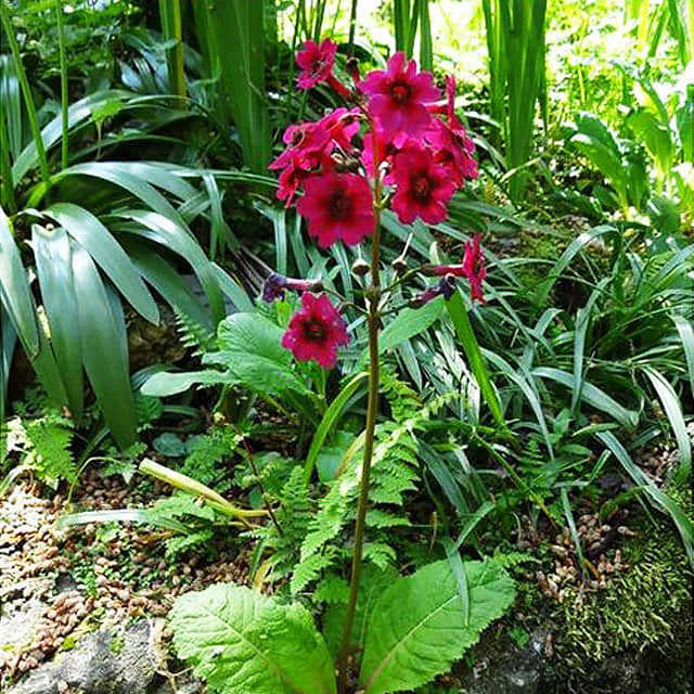 Primula japonica