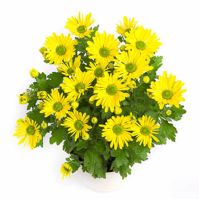 Dendranthema grandiflorum Autumn Breeze