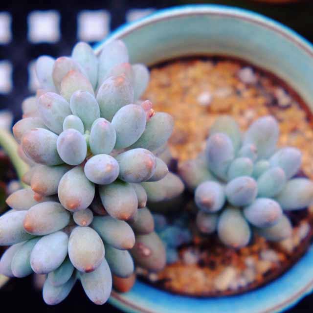Pachyveria Baby Finger White Cottony Spots
