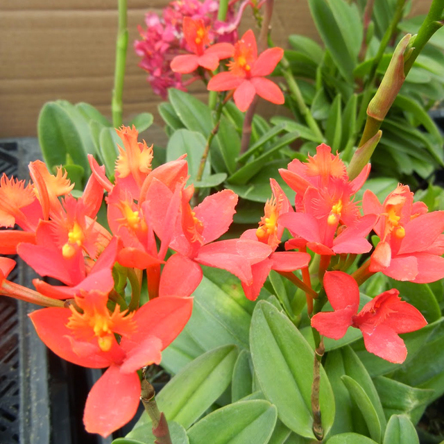 Epidendrum secundum Red