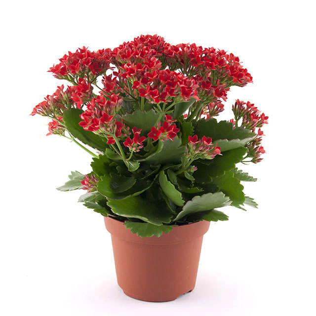 Kalanchoe Passion Juventa Moscerini del terriccio