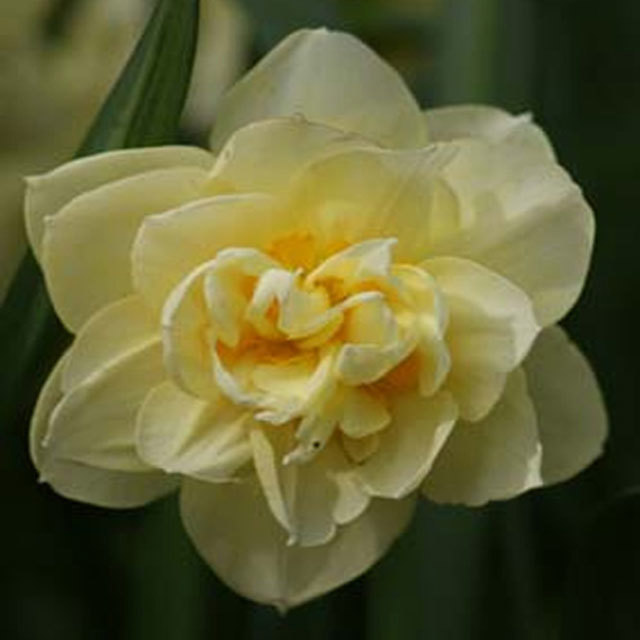Narcissus Manly