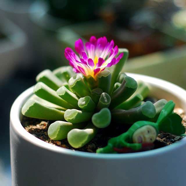 Frithia pulchra Drooping Leaves