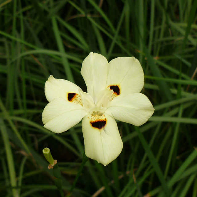Dietes bicolor