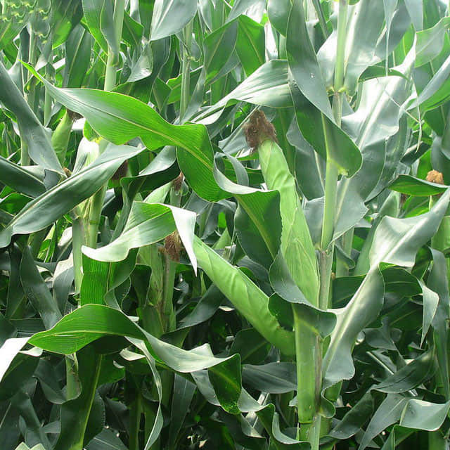 Zea mays subsp. mays Yellow Leaves