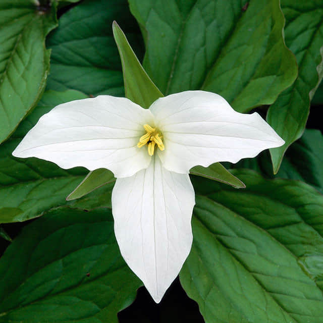 Trillium chloropetalum