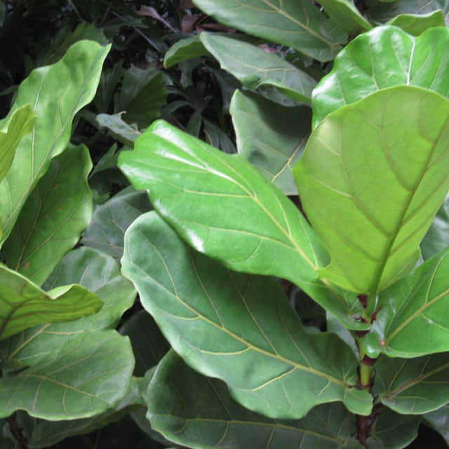 Ficus lyrata
