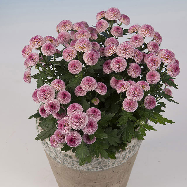 Chrysanthemum Pico Mundo Fine Webbing