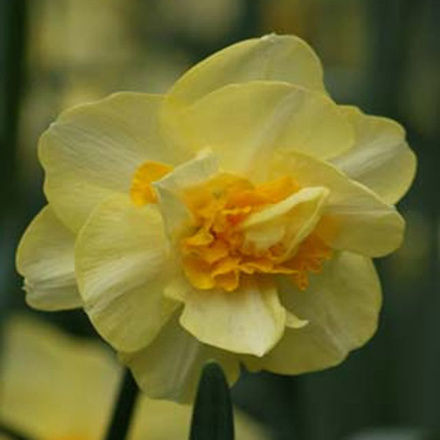 Narcissus Moonlight