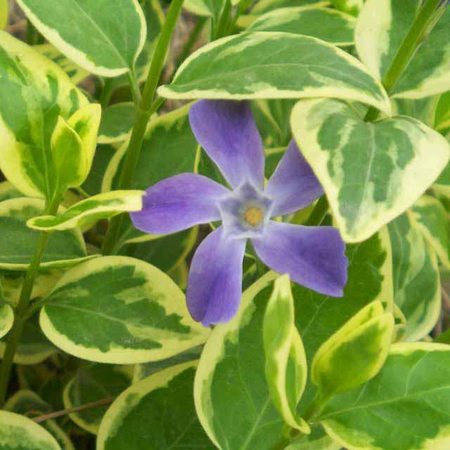 Vinca major variegata