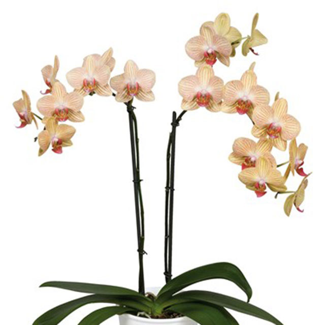 Phalaenopsis Alghero Drooping Leaves