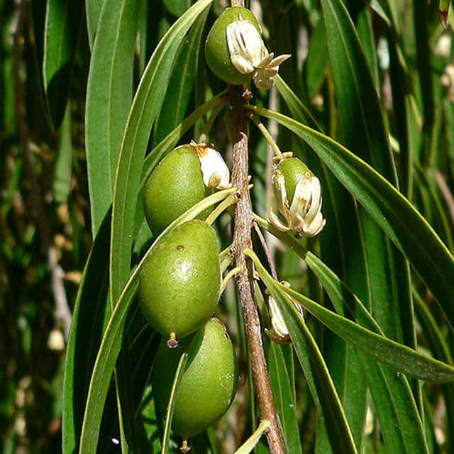 Pittosporum phillyreoides