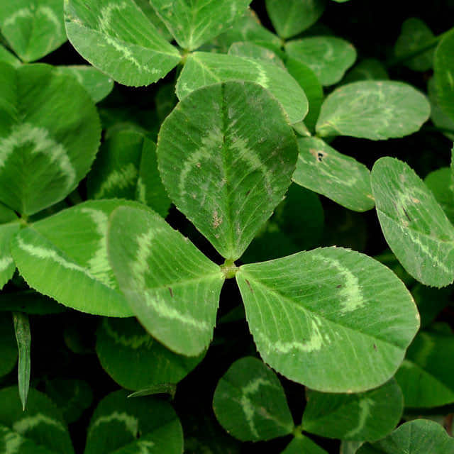 Trifolium repens