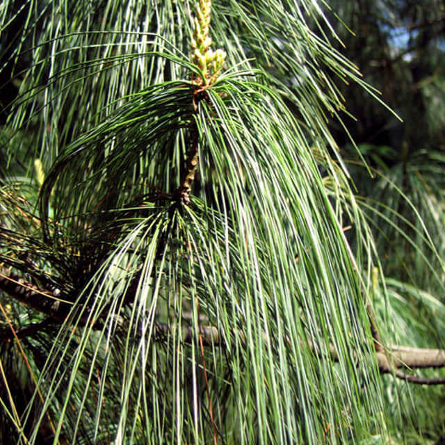 Pinus wallichiana
