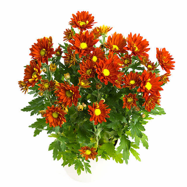Chrysanthemum morifolium Golden Cup