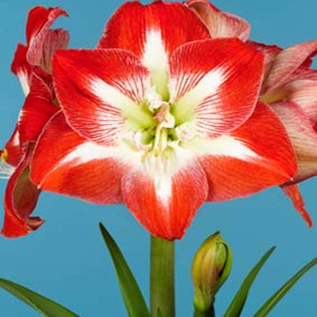 Hippeastrum Minerva Tiny Black Flies