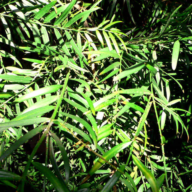 Podocarpus gracilior