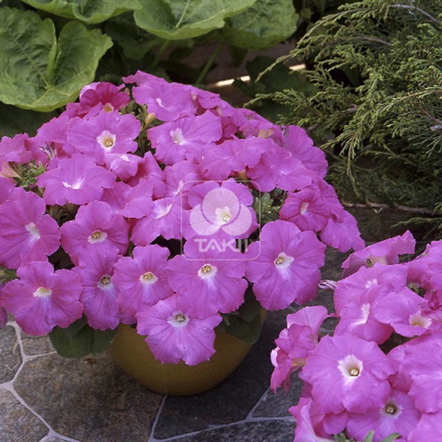 Petunia Trilogy F1 Rose