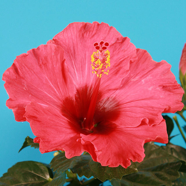 Hibiscus rosa sinensis Cheerleader Light Red Sticky Leaves