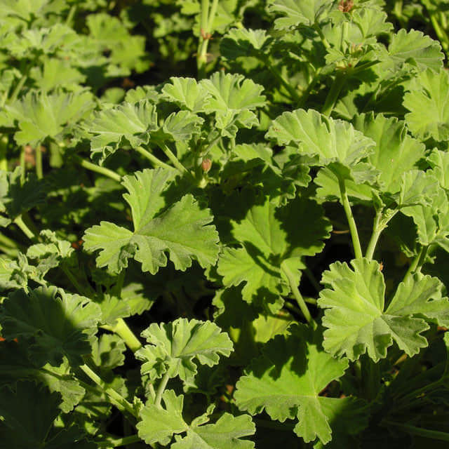 Pelargonium x fragrans White Powder