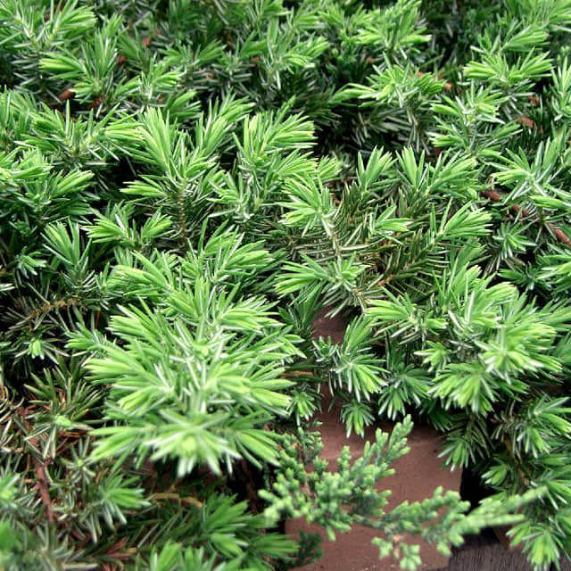 Juniperus conferta