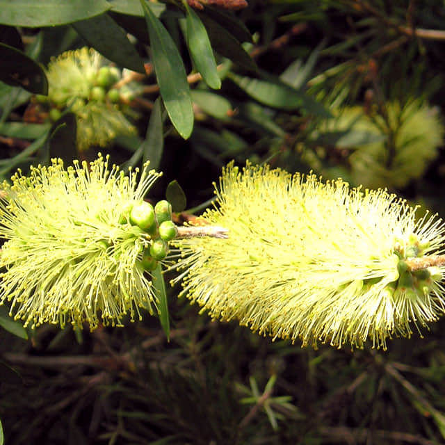 Callistemon pallidus