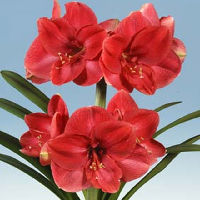 Hippeastrum Bolero