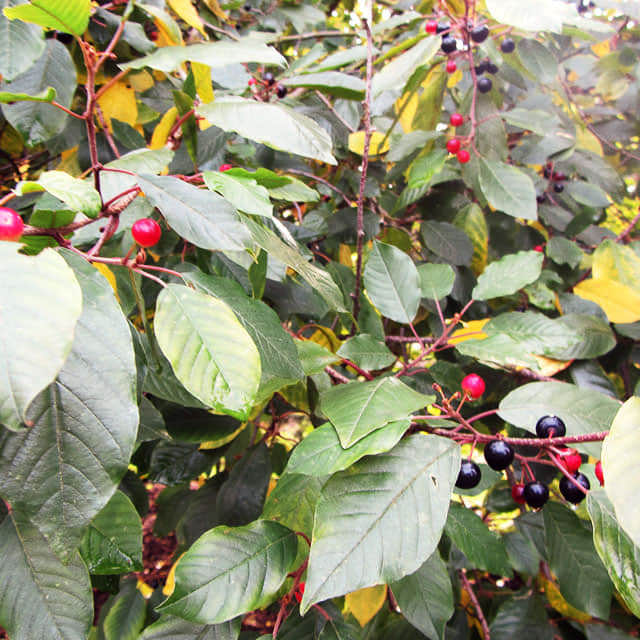 Rhamnus frangula