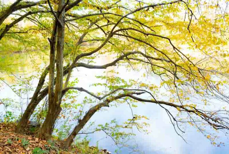 Carpinus caroliniana