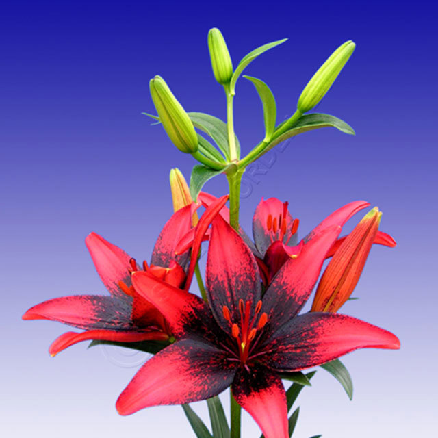Lilium Olina Ragnatele sottili