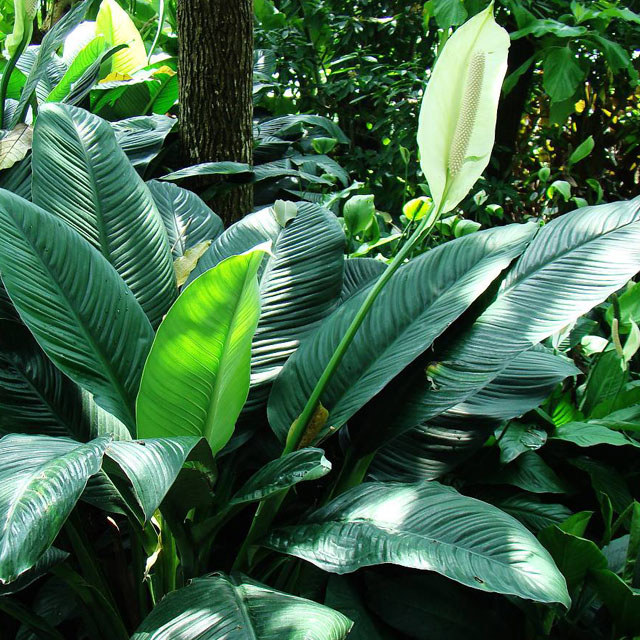 Spathiphyllum Green Giant