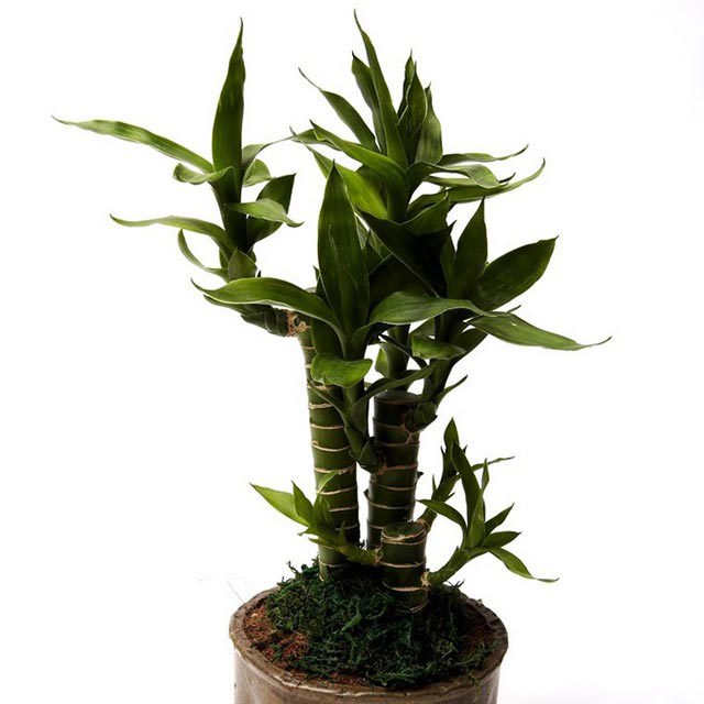 Dracaena sanderiana Silver Edge Sudden Leaf Drop