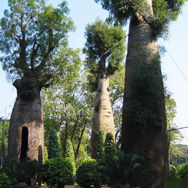 Brachychiton discolor