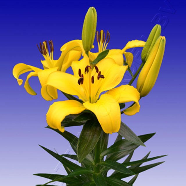 Lily Fancy Joy White Cottony Spots