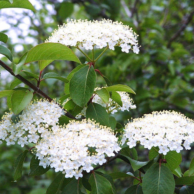 Viburnum prunifolium